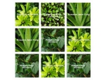 Rostliny do zelených stěn-TONE