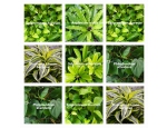Rostliny do zelených stěn-LEMON