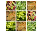 Rostliny do zelených stěn-Sunshine