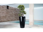 Rondo Black a Ficus Bonsai