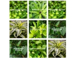 Rostliny do zelených stěn