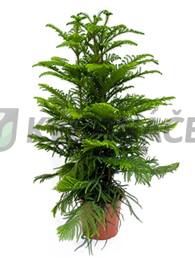 Živé květiny - Araucaria Heterophylla 27x120