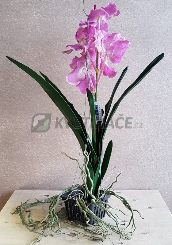 Orchidej Vanda Prodej