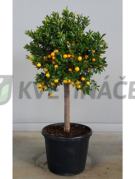 Živé květiny - Citrus calamondin 60x210cm