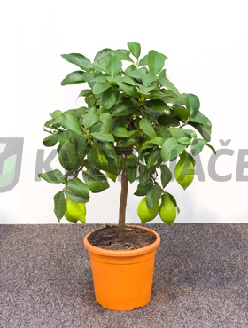 Živé květiny - Citrus lemon 21x70cm