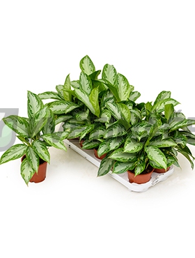 Živé květiny - Aglaonema silver 12x25cm