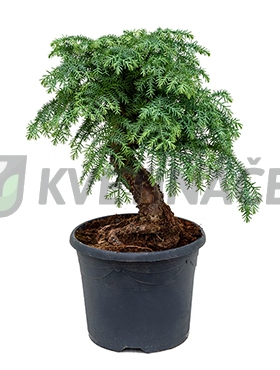 Živé květiny - Araucaria Cunninghamii 26x50cm