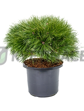 Živé květiny - Pinus Nigra Brepo 30x60cm