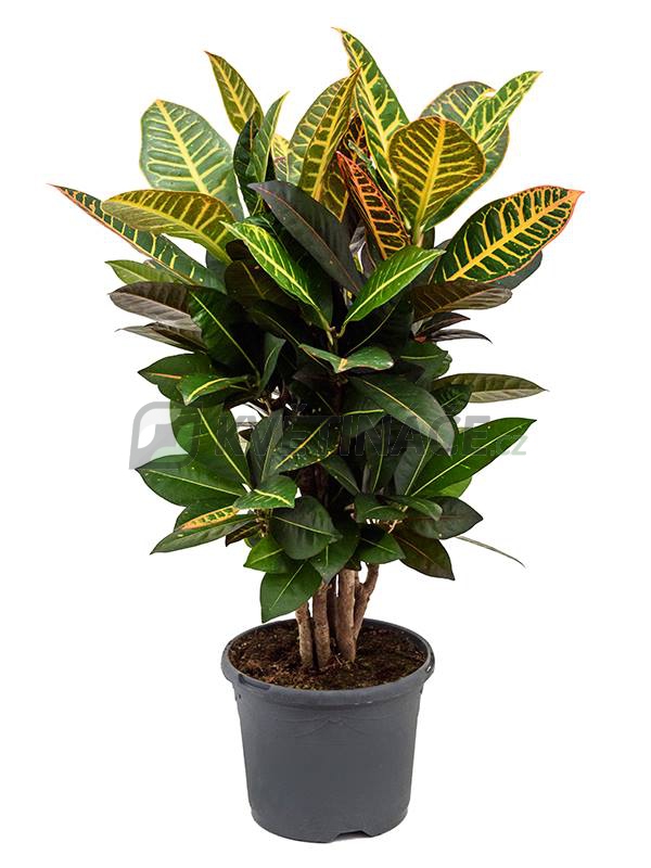 Živé květiny - Croton Petra (codiaeum) 21x70cm