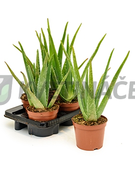 Živé květiny - Aloe Vera 15x41cm
