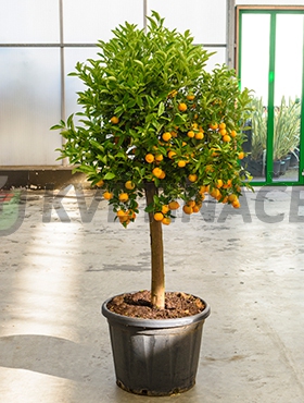 Živé květiny - Citrus calamondin 55x180cm