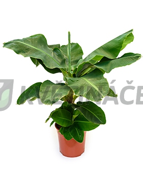 Živé květiny - Banánovník Musa Tropicana 27x80cm