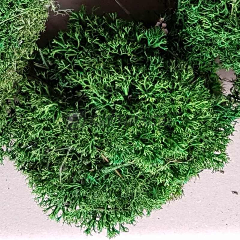 Zelené stěny - Stabilizovaný mech Silver Ball moss 25x25cm