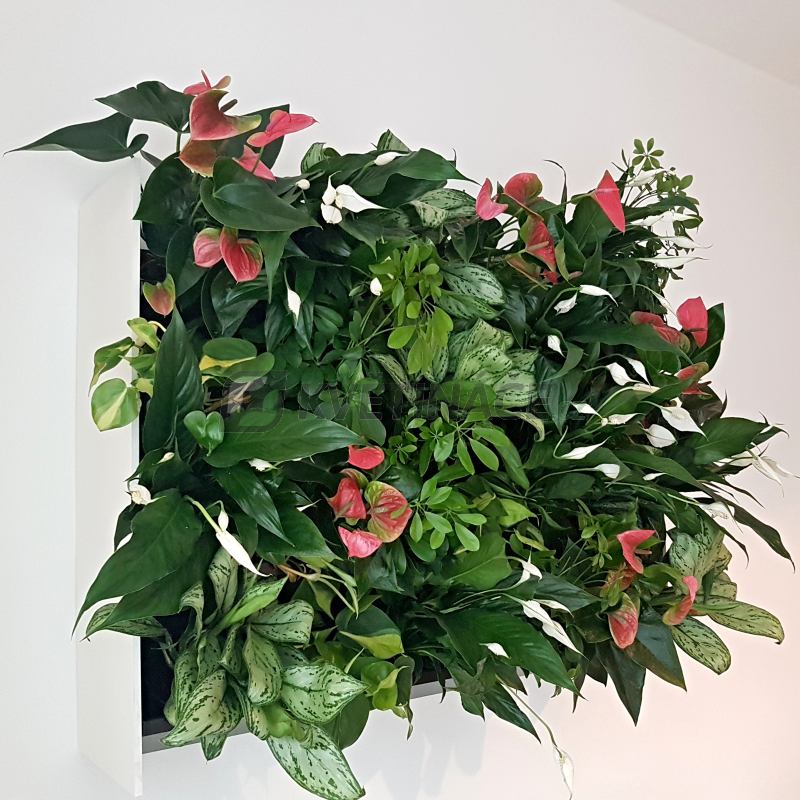 Zelené stěny - Živá zelená stěna základní set 100x82cm