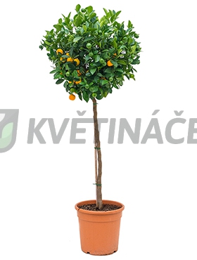 Živé květiny - Citrus calamondin 36x130cm