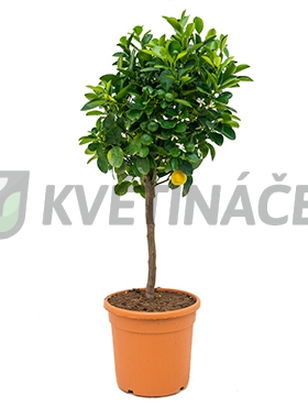 Živé květiny - Citrus calamondin 22x75cm