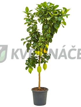 Živé květiny - Citrus lemon 26x150cm