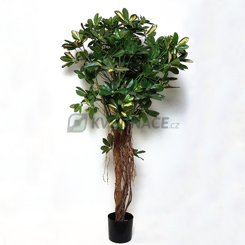 Umělé květiny - Umělá Schefflera arboricola 140cm