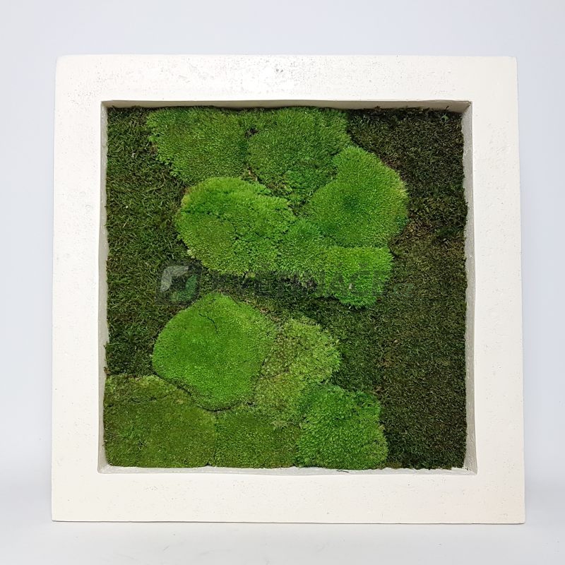 Zelené stěny - Mechový obraz natural 50x50cm 50%ball+50%flat mechu