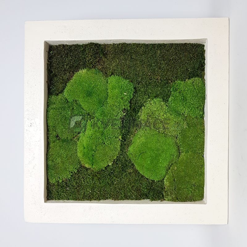 Zelené stěny - Mechový obraz natural 70x70cm 50%ball+50%flat mechu