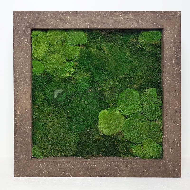 Zelené stěny - Mechový obraz rock 70x70cm 30%ball+70%flat mechu