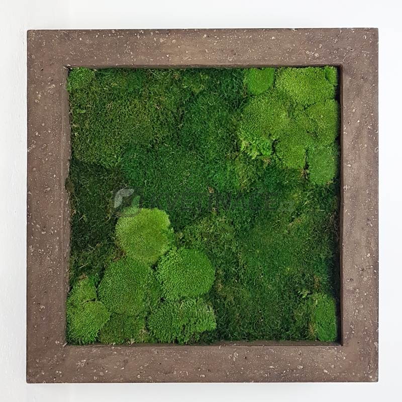 Zelené stěny - Mechový obraz rock 50x50cm 30%ball+70%flat mechu