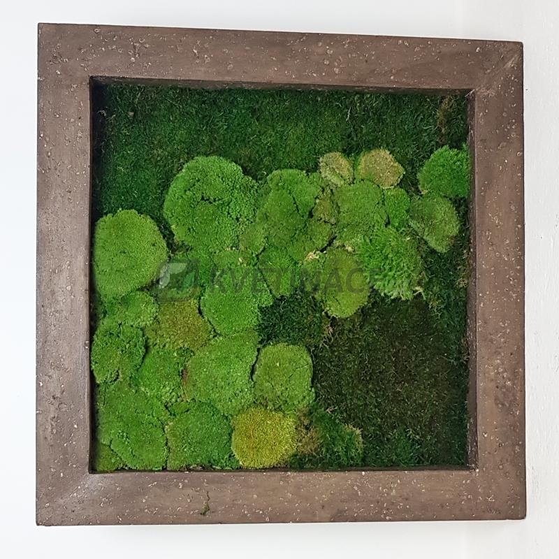 Zelené stěny - Mechový obraz rock 50x50cm 50%ball+50%flat mechu