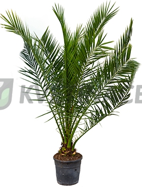 Živé květiny - Phoenix canariensis 30x170cm