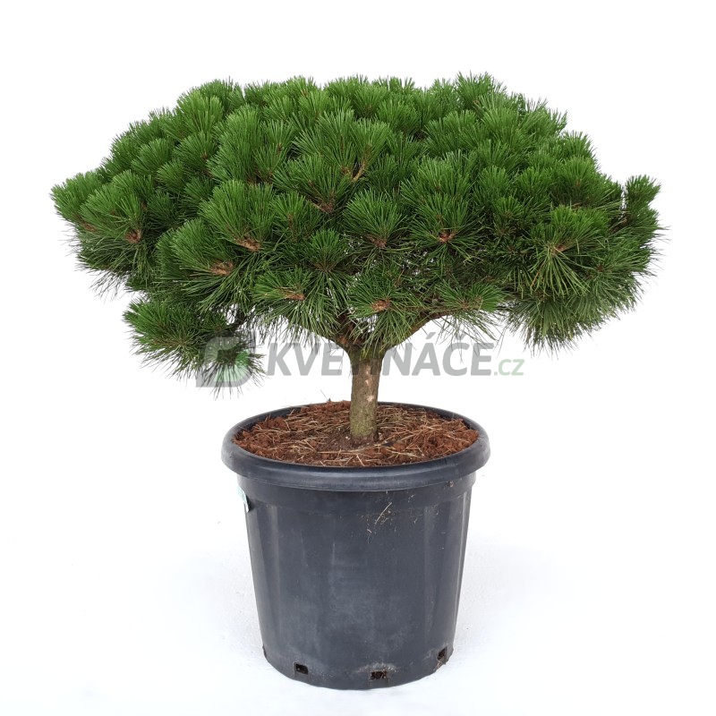 Živé květiny - Pinus Nigra Brepo 35x95cm