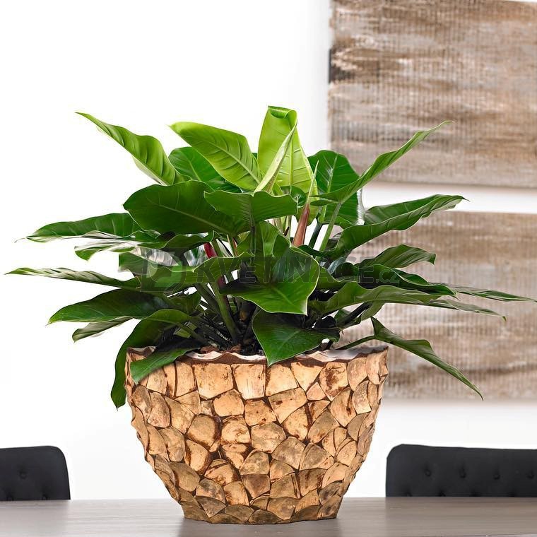 Luxusní květináče - Tunda Shell mísa natural 56x35cm