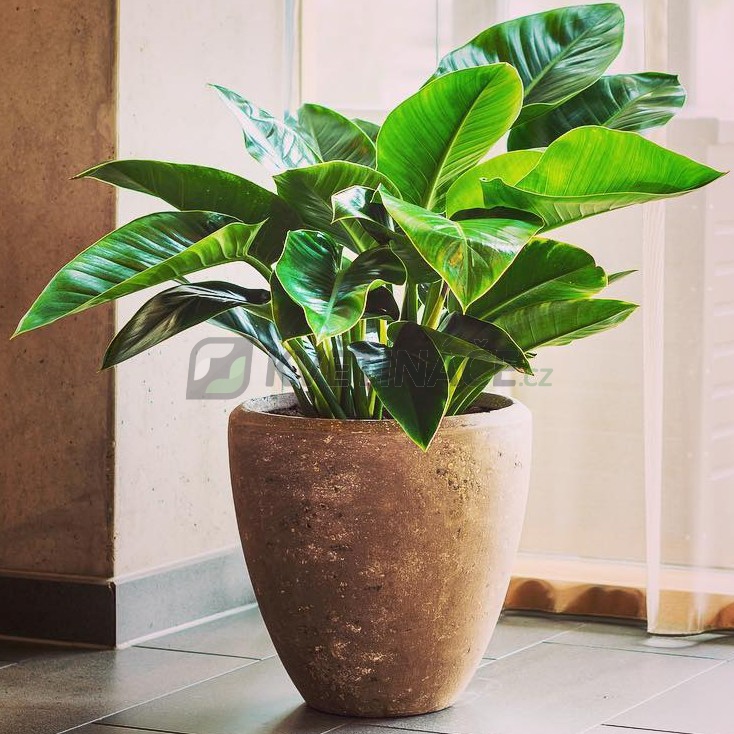 Luxusní květináče - Polystone Rock Plain Couple 50x50cm