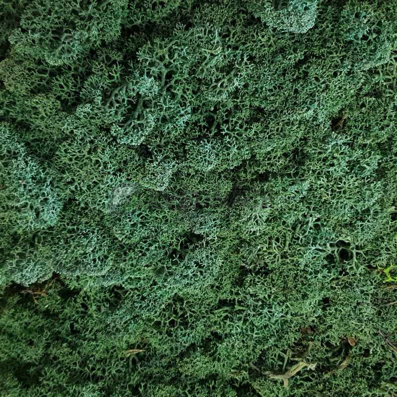 Zelené stěny - Stabilizovaný mech Island tmavě zelený 8kg-1m2