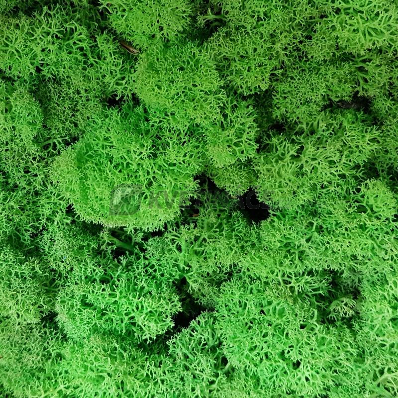 Zelené stěny - Stabilizovaný mech Island světle zelený 8kg-1m2