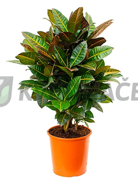 Živé květiny - Croton Petra (codiaeum) 27x80cm