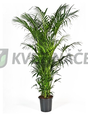 Živé květiny - Kentia Howea 20pp Forsteriana 40x280cm