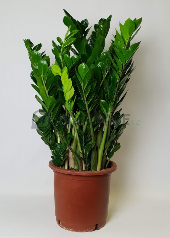 Zamioculcas Presazovani () Zamioculcas Presazovani