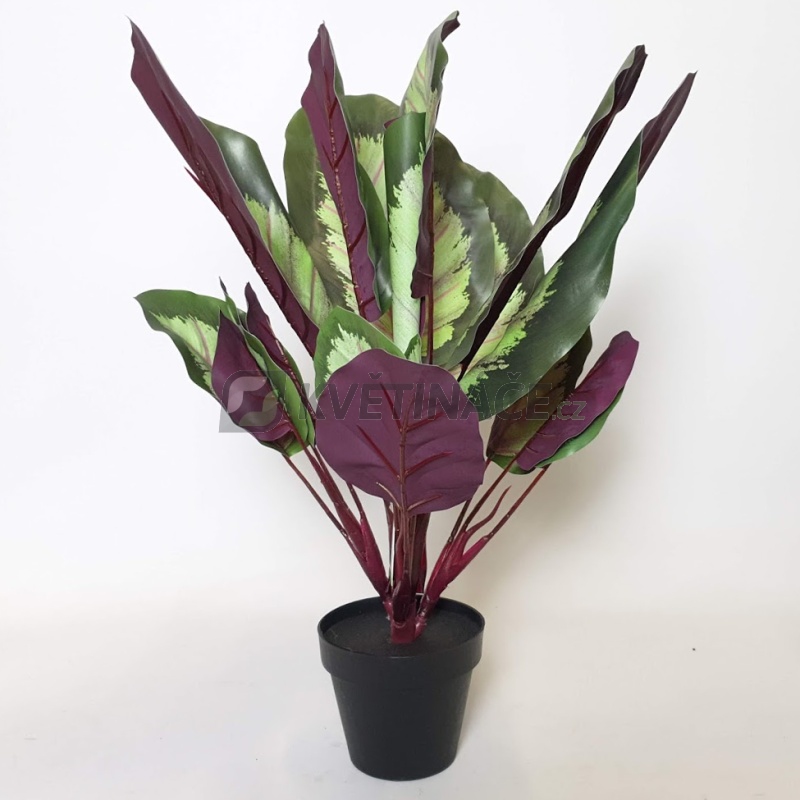 Umělé květiny - Umělá Calathea zelená 45cm