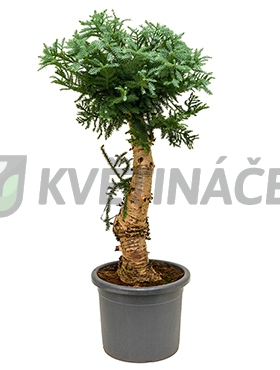 Živé květiny - Araucaria Cunninghamii 45x140cm