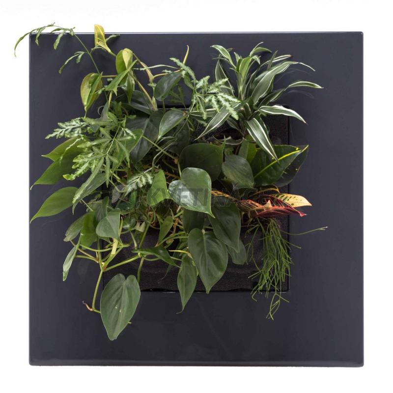 Zelené stěny - Živý obraz GO antracit 51x51cm