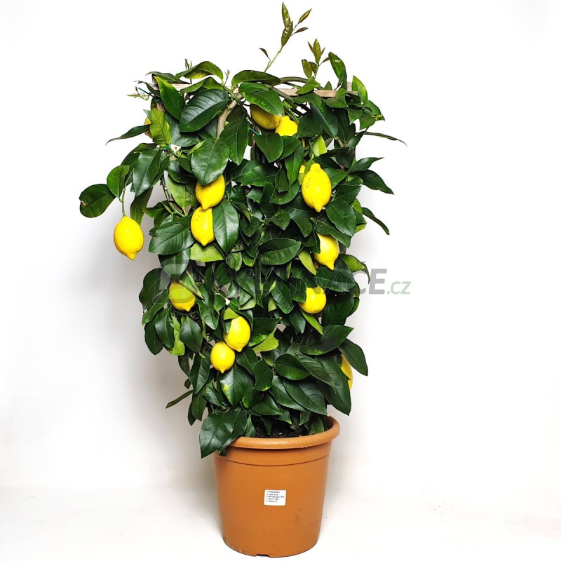 Živé květiny - Citrus lemon 26x90cm