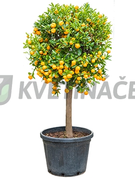 Živé květiny - Citrus calamondin 50x180cm