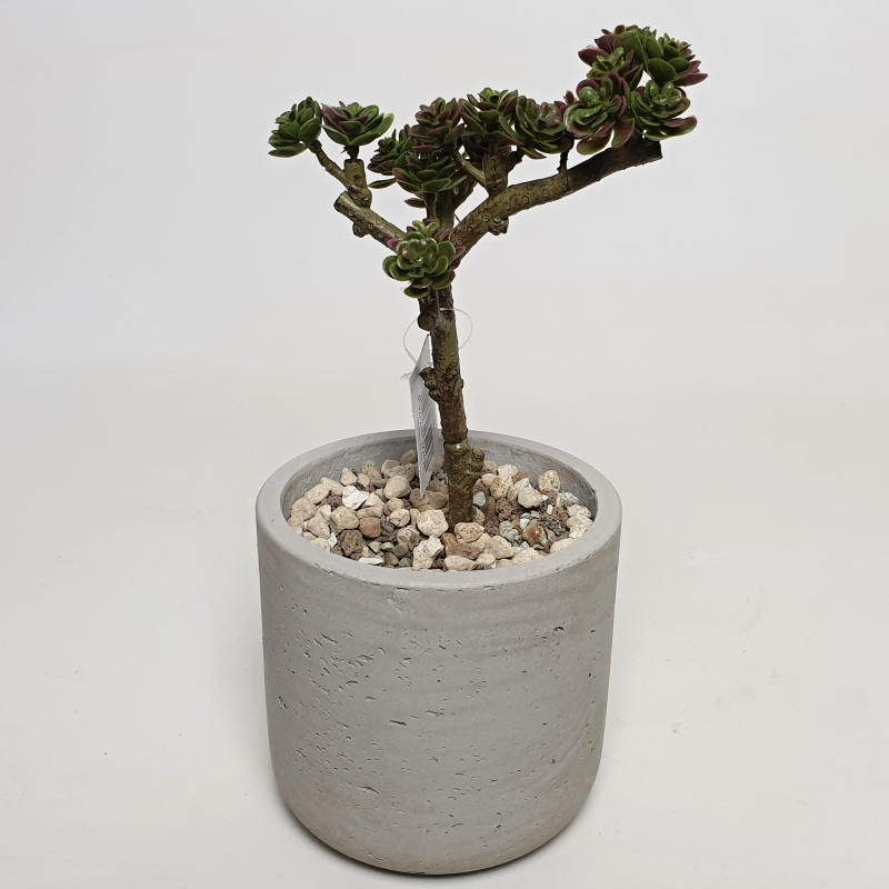 Umělé květiny - Umělý sukulent tmavě zelený 18cm