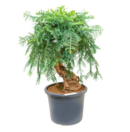 Živé květiny - Araucaria Cunninghamii 40x120cm