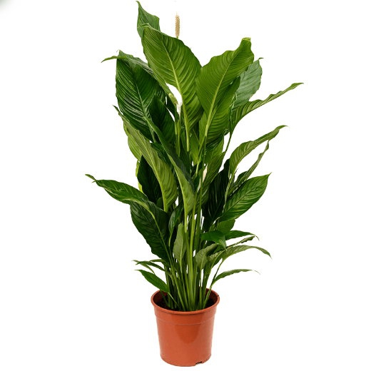 Živé květiny - Spathiphyllum sweet sebastiano 24x100cm