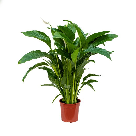 Živé květiny - Spathiphyllum sweet lauretta 24x90cm