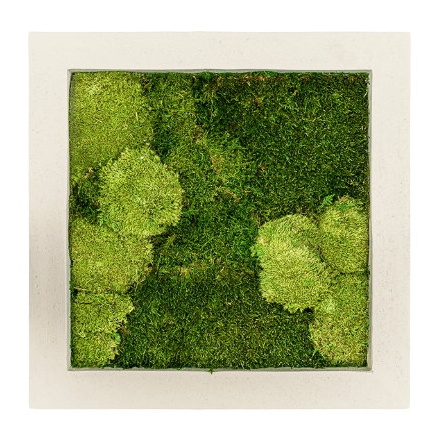 Zelené stěny - Mechový obraz natural 50x50cm 30%ball+70%flat mechu