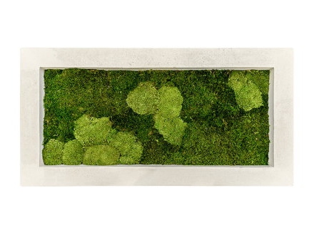 Zelené stěny - Mechový obraz natural 100x50cm 30%ball+70%flat mechu