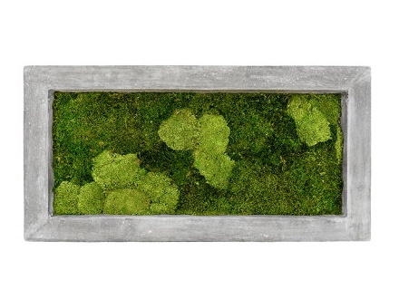 Zelené stěny - Mechový obraz šedý 100x50cm 30%ball+70%flat mechu