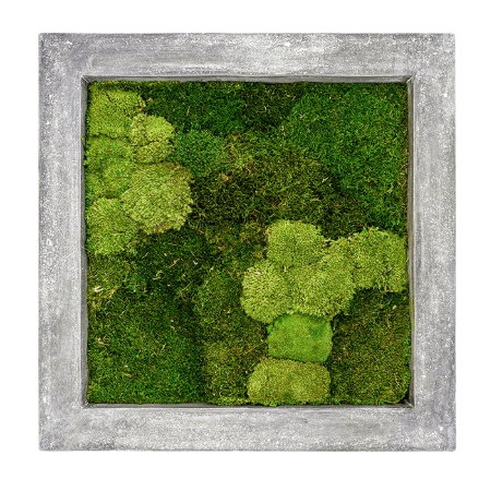 Zelené stěny - Mechový obraz šedý 70x70cm 30%ball+70%flat mechu