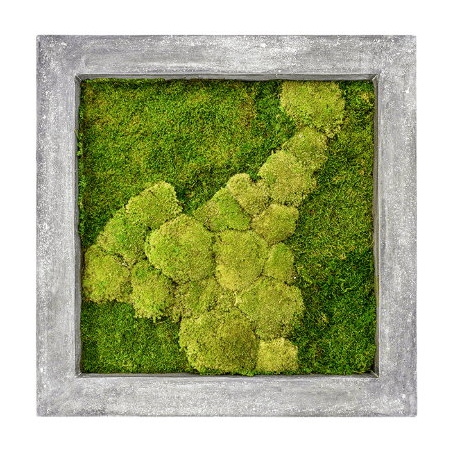 Zelené stěny - Mechový obraz šedý 70x70cm 50%ball+50%flat mechu